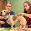 Elite Veterinary Services gallery