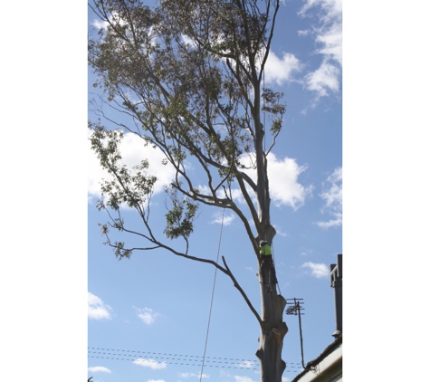 Treebiz Tree Services