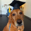 Dog Training Elite Greater Cleveland gallery