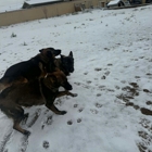 Barkerhaus Kennels