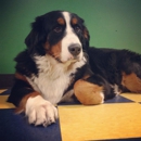 Dog School - Pet Boarding & Kennels