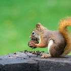 Wolfe's Wildlife Control