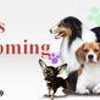 Liz's Pet Grooming gallery