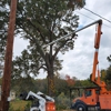 Triad Tree Removal gallery