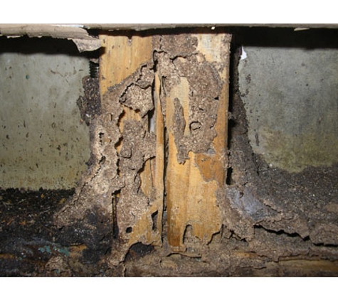Armageddon Pest Control - Kambah, ACT