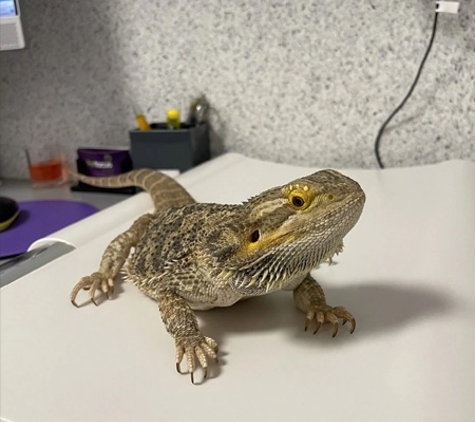 PetFocus Vetcare - Lavington, NSW