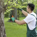 Tony J. Bricker Tree Service - Stump Removal & Grinding