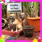 Paradise For Paws Inc