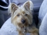 King Street Veterinary Hospital - Veterinary Surgeons