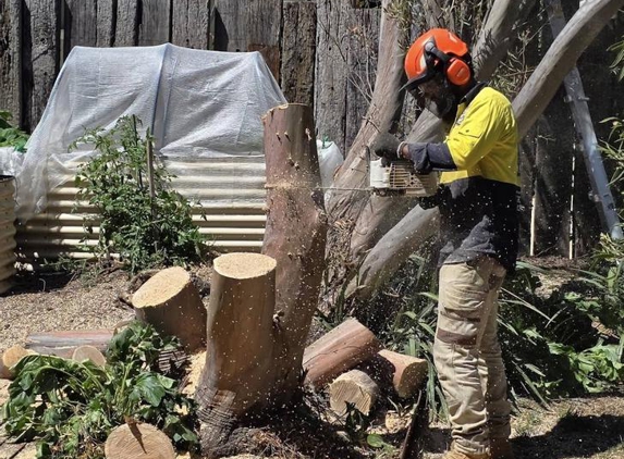 Arborista Trees - Harrison, ACT