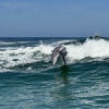 Salty Mary Dolphin and Snorkel Tours gallery