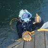 Long Beach Diving Service gallery
