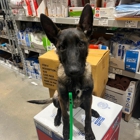 Alpha K9 Connections