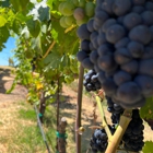 Sonoma Wine Rides