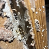 Boss Pest Solutions gallery
