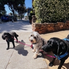Sniff San Francisco | Dog Walking, Training & Boarding Services