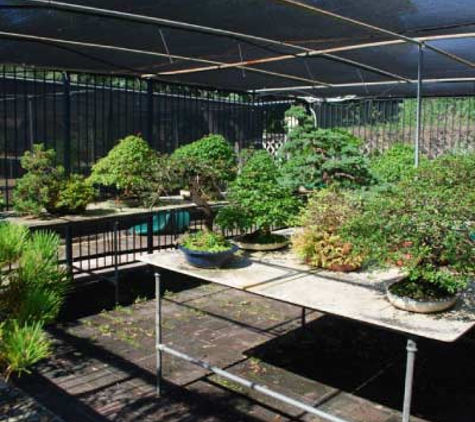 Ray Nesci Bonsai Nursery - Dural, NSW
