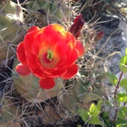 New Mexico Living Desert State Park