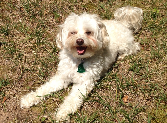 Fido Fitness & Play - Washington, DC. What a dame!!!