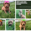 Ohio Puppy Paws gallery