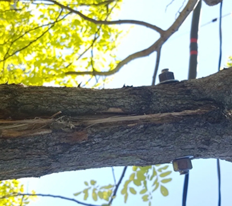 Global Arborist Australia - Port Melbourne, VIC