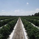 Tomatoes Of Ruskin - Fruit & Vegetable Markets