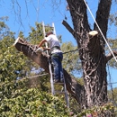 Comer's Tree Care - Tree Service