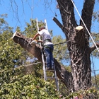 Comer's Tree Care