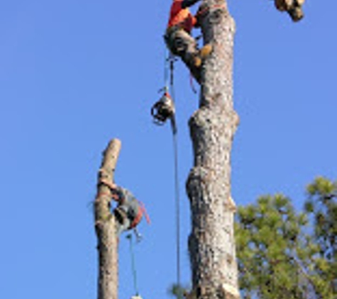 Joshua Tree Experts - Cincinnati, OH