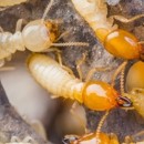 Legion Pest Management - Pest Control Services