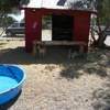 Custom Dog Training Thee Boarding Ranch gallery