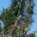 Jeff's Tree Service - Tree Service