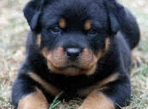 TEXAS ROTTWEILER - Fort Worth, TX