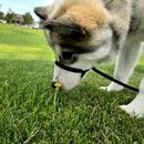 Full House Dog Training - Dog Training