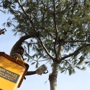 Pine Valley Tree Service