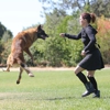 Elissa Cline Dog Training gallery