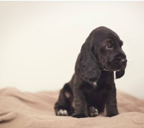 South East Vet Service - Mount Gambier, SA