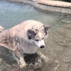 Bayside Pet Resort