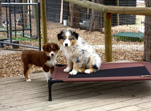 High Desert Aussies - Bend, OR