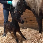 Roche Equine Veterinary Service PA-Melinda Roche DVM