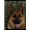 Lmgermanshepherd gallery