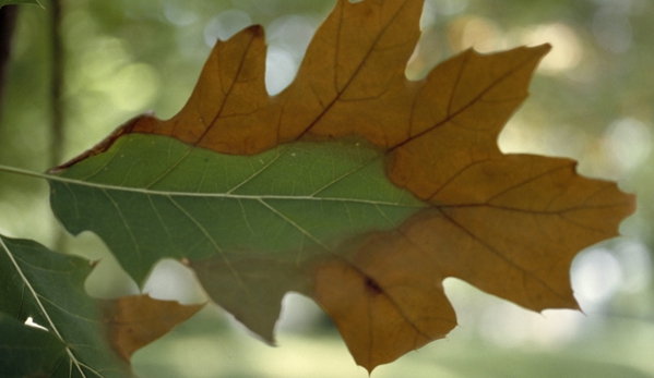 Tree service Dallas - Dallas, TX