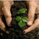 Tracy Top Soil