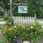 Daylilies of the Valley