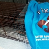 Baton Rouge Spay Neuter gallery