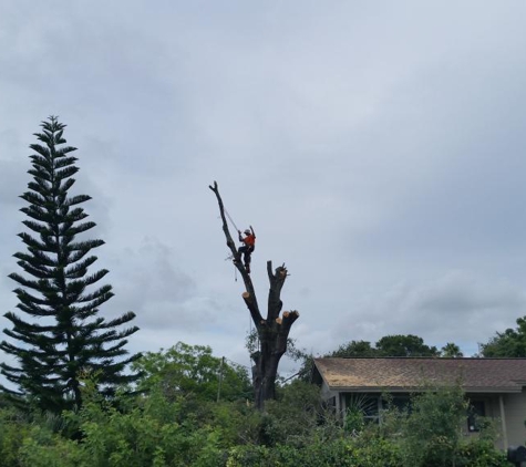 Brian's Quality Tree Service , LLC - Saint Petersburg, FL