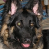 DARKSTAR GERMAN SHEPHERDS gallery