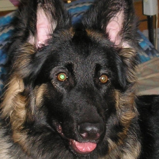 DARKSTAR GERMAN SHEPHERDS - Wantagh, NY