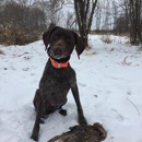 Hoerter's Gander Acres - Kennels