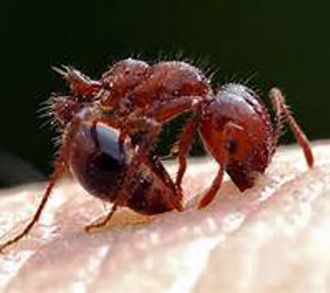 BUCKS TERMITE AND PEST CONTROL - Warner Robins, GA. FIRE ANT